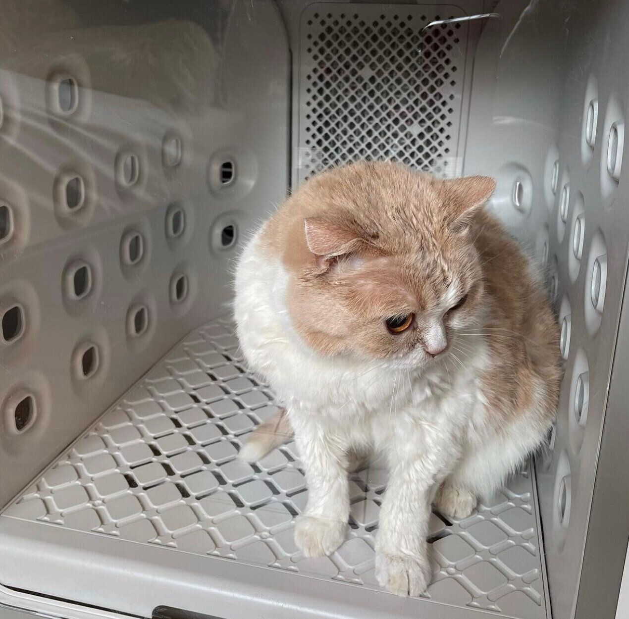 nelloペットドライルームと猫3