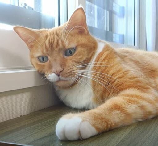 窓辺の猫
