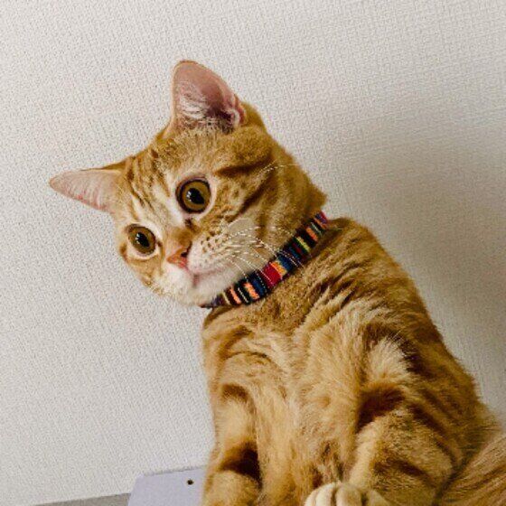 見下ろすアメリカンショートヘア