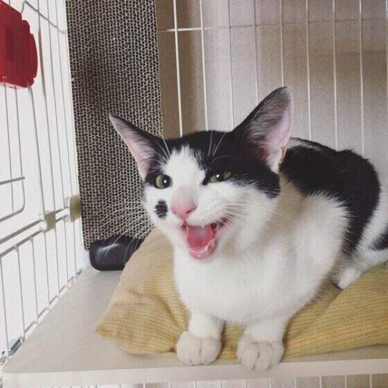 黒×白ミックスのつぶちゃん