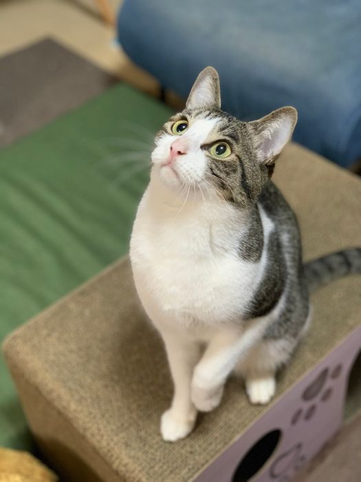 上の方を見上げる3才の猫