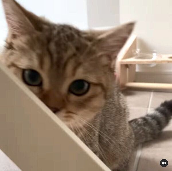 ポリポリのついでになんとなく飼い主さんのことを呼ぶにぼしちゃん