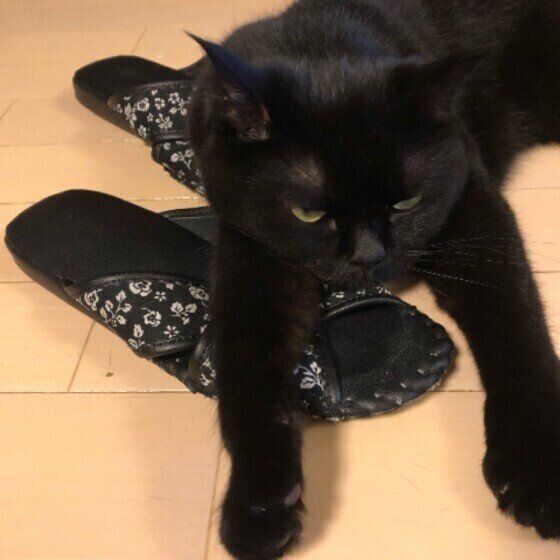 スリッパで遊ぶ猫