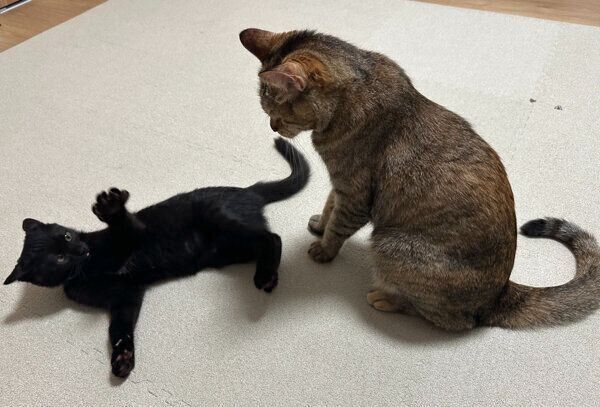 戯れるぼたんちゃんとすみれちゃん