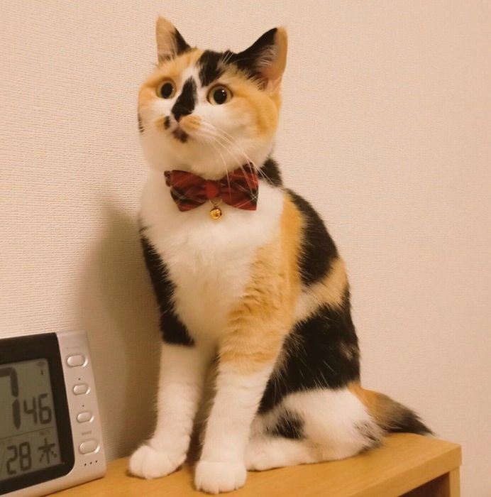 1才半ごろに撮影したクルちゃん