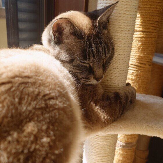 爪とぎポールに抱きついて眠るまみちゃん
