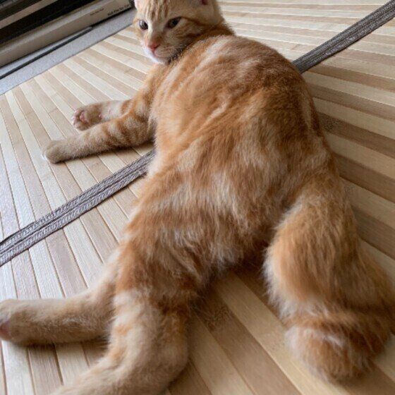 茶トラ・まめくんのかぎしっぽ