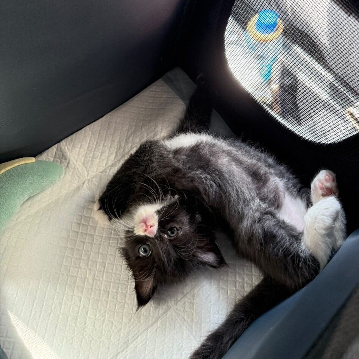 その後、ひっくり返るちょびくん