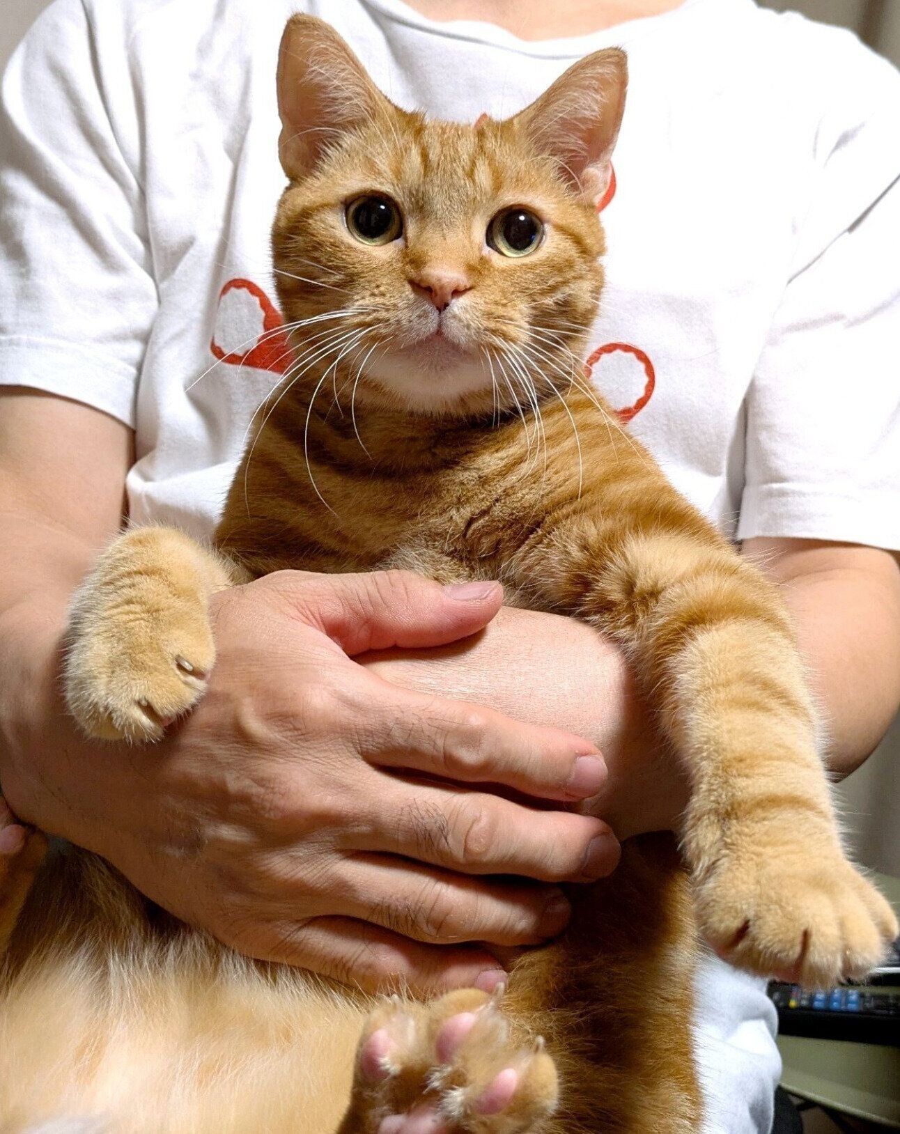 抱っこしてもらってご機嫌なぼんちゃん