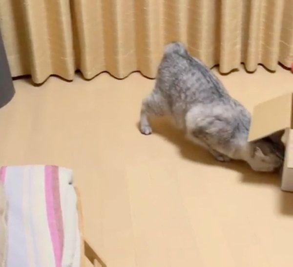 何かが見えているセルカークレックス