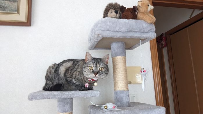 キャットタワーの上にいるマンチカン