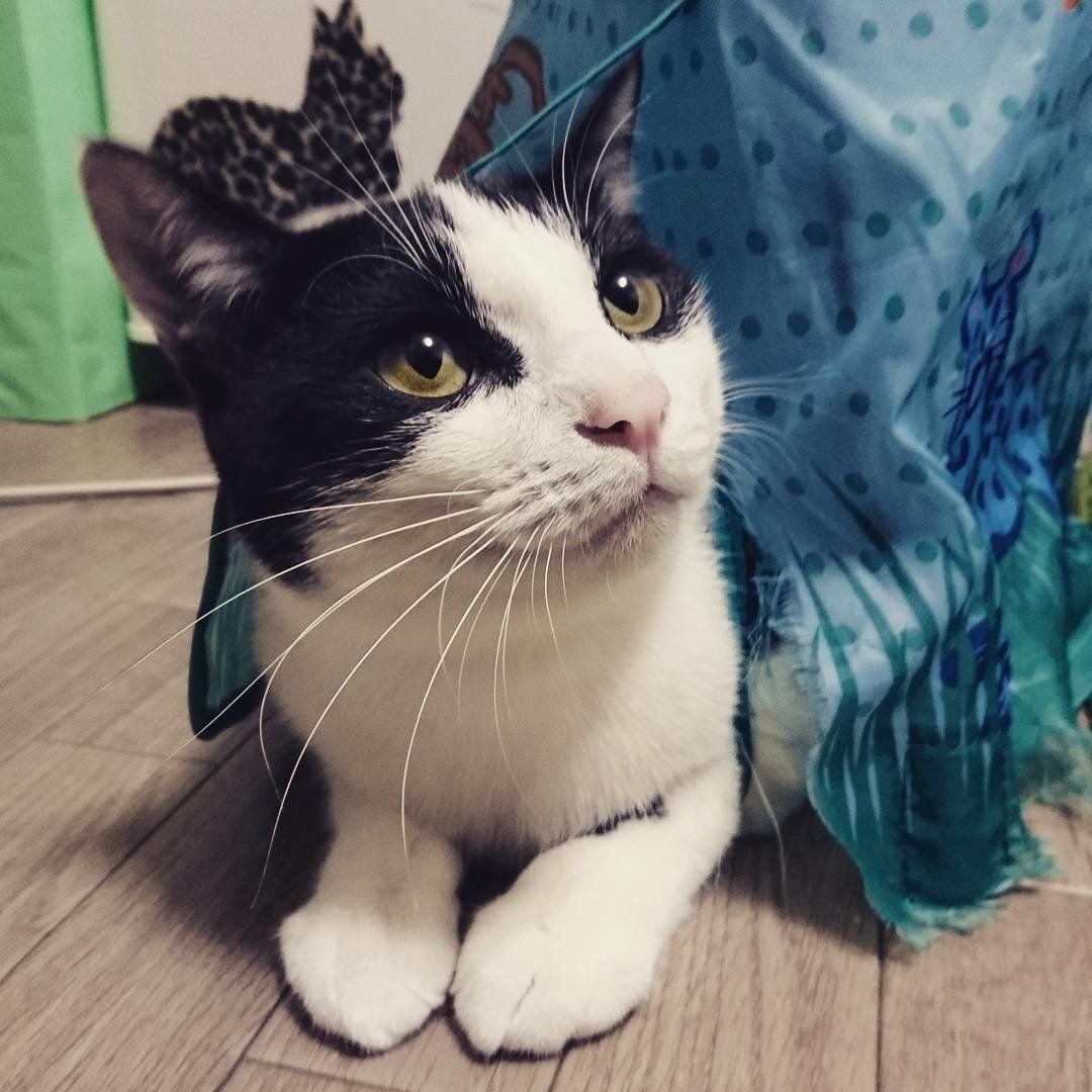 テントに入っておすましする猫