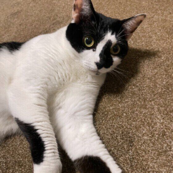 白黒猫のトトちゃん