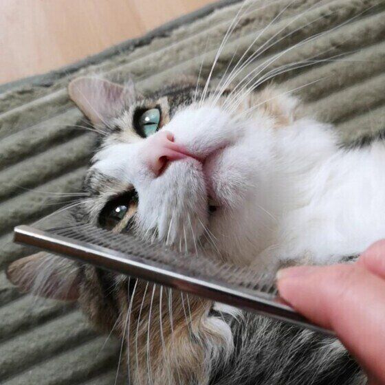 ブラッシングしてもらうメインクーン