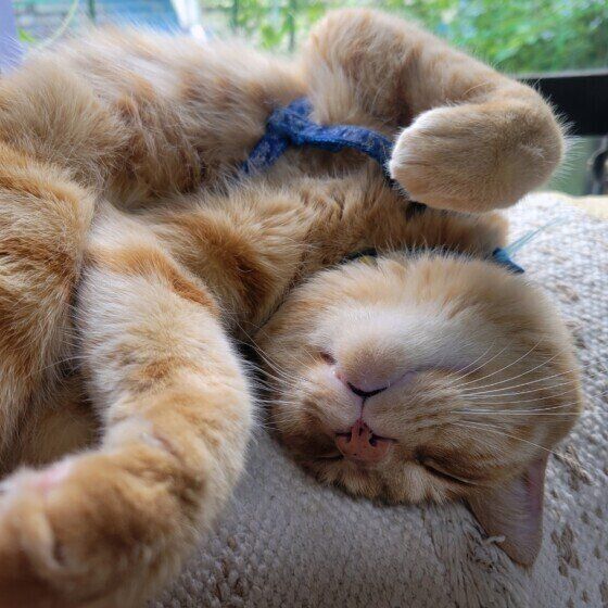 茶トラのモカくん