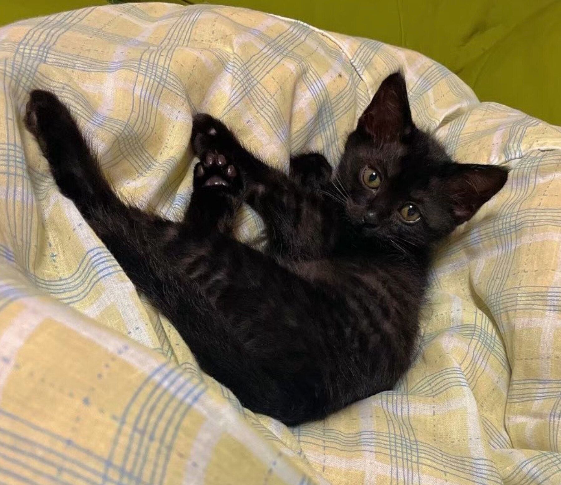 子猫時代のくうちゃん