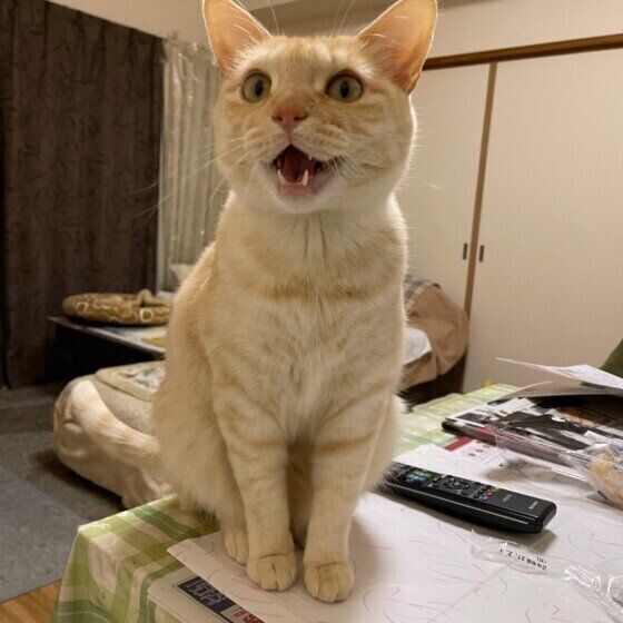 茶トラ猫のふぅちゃん