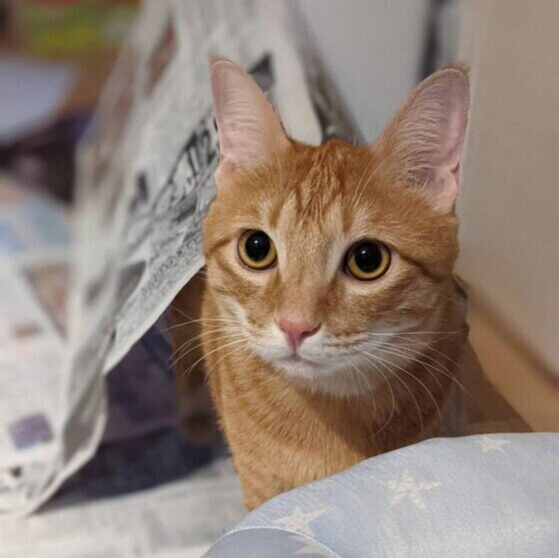 猫はどれくらいの時間トイレを我慢すると注意が必要 獣医師が解説 ねこのきもちweb Magazine 猫はどれくらいの時間トイレを我慢すると注意が必要 獣医師が解説 ねこのきもちweb Magazine