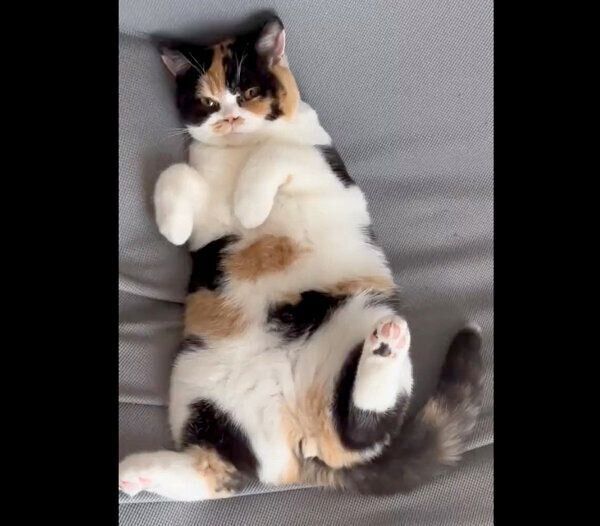 くつろぐおあげちゃん