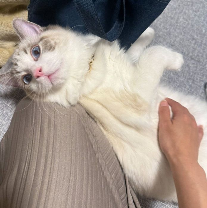 飼い主さんに甘えるはまちくん