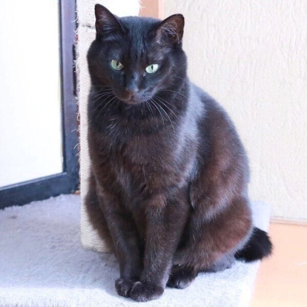 推定9才のくーちゃん