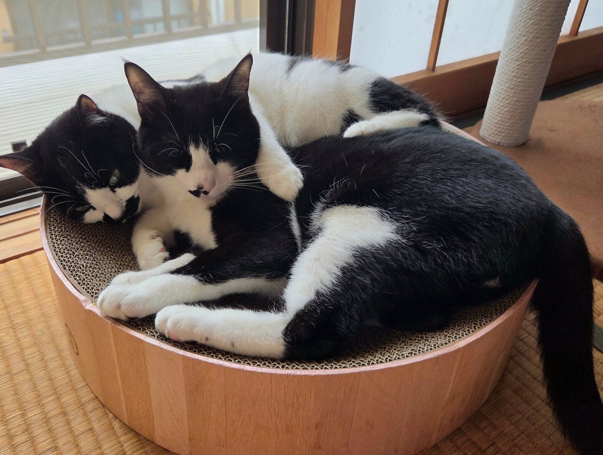 仲良くまったりするダダくん、ミアちゃん