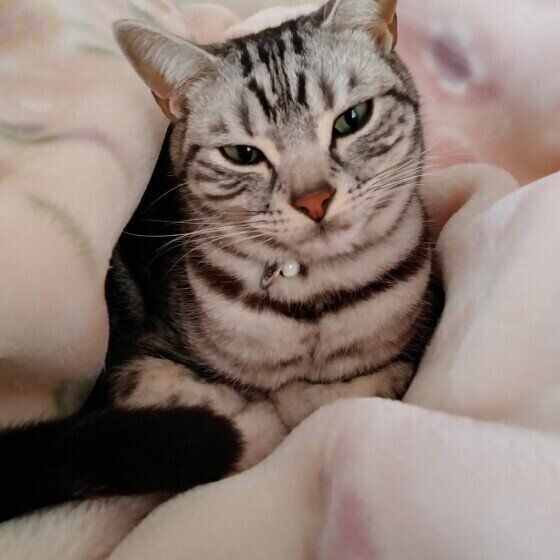 澄まし顔のアメリカンショートヘア