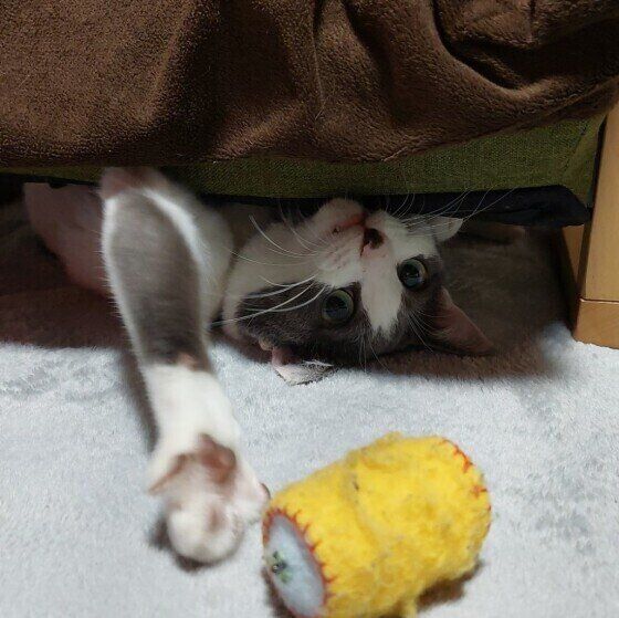 グレーMIXの海依♀