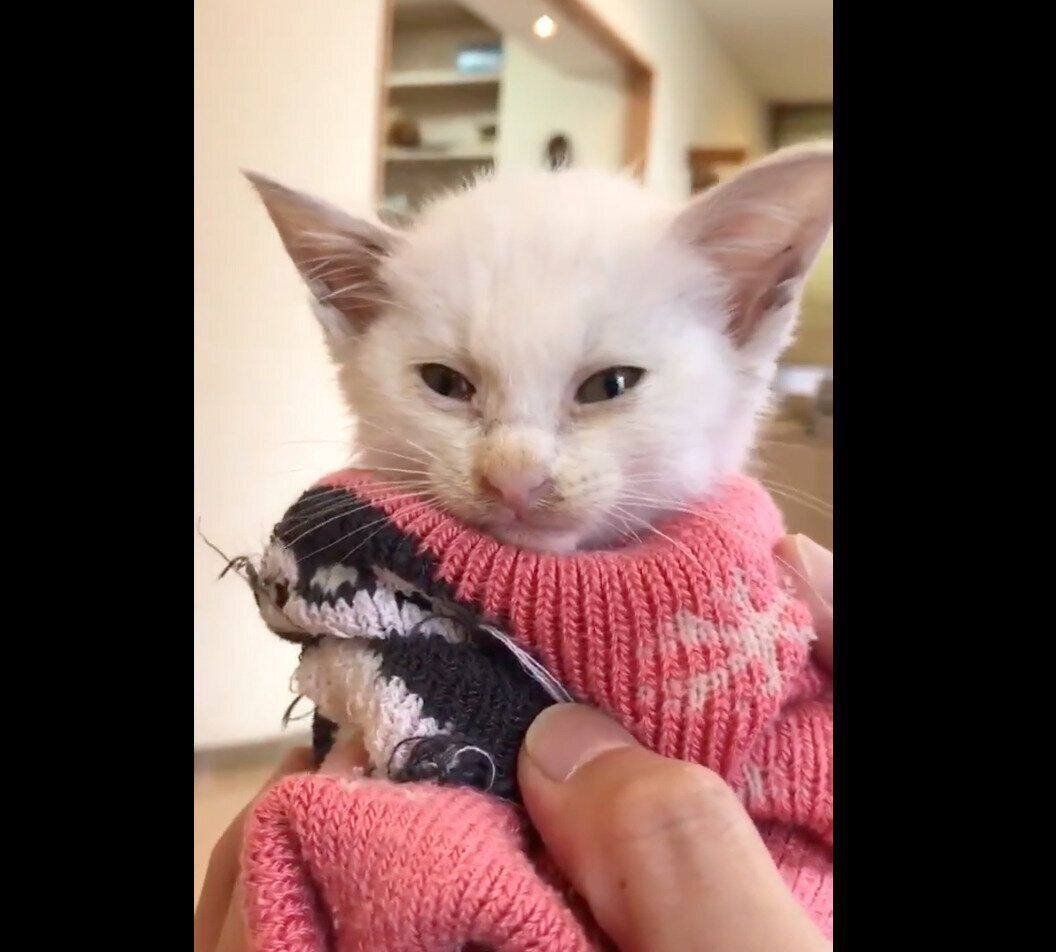 保護当時のこめくん