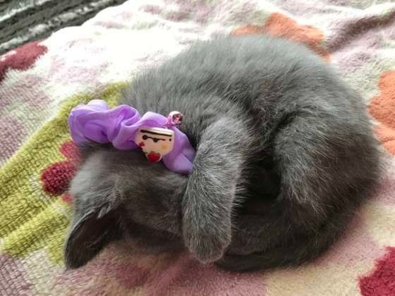 つみれちゃんのアンモニャイト