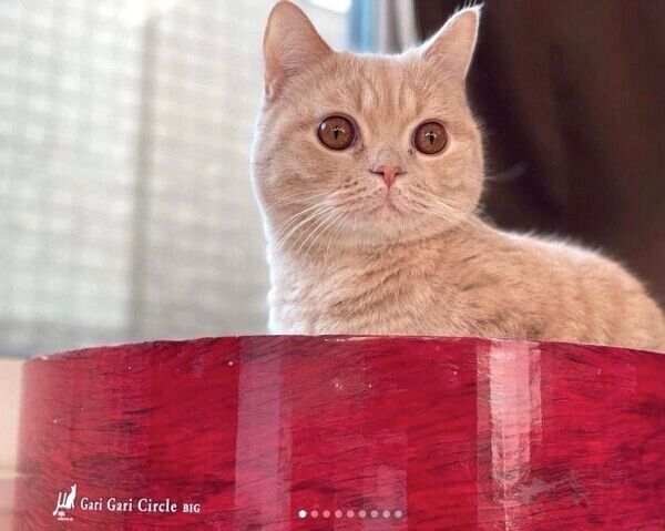 爪研ぎ器の中でくつろぐむぎくん