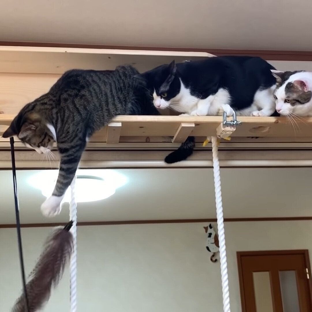 渋滞中の親子猫