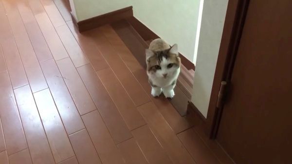 名前を呼ばれると必ずやってくる猫