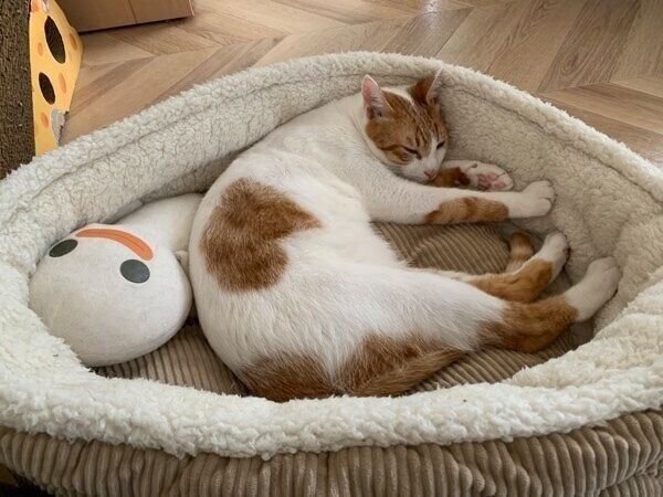 眠るアールくん