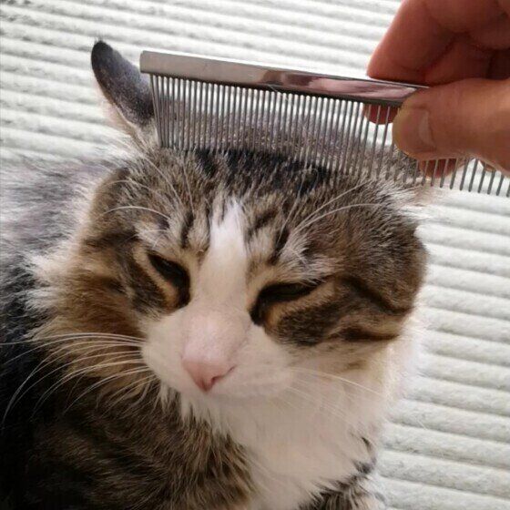 銀次郎　メインクーン　ブラッシング