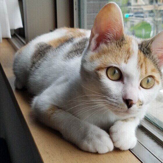 まったりするジャパニーズ・ボブテイル