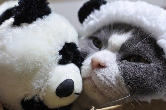 被り物をするマンチカン