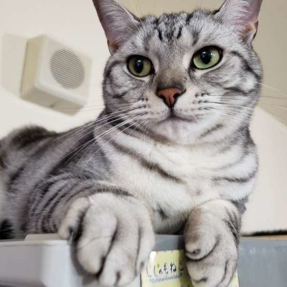 高いところに登るアメリカンショートヘア