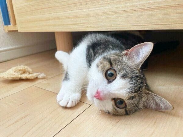 ベッドの下で遊ぶ琥太郎くん