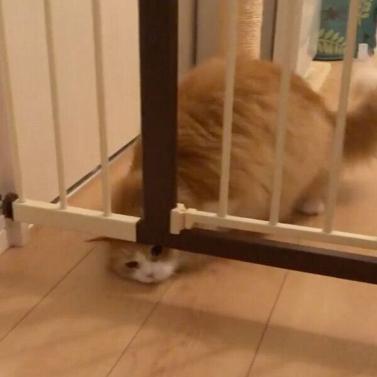 こんな隙間まで 猫は液体 説を証明するニャンコにびっくり ねこのきもちweb Magazine こんな隙間まで 猫は液体 説を証明するニャンコにびっくり ねこのきもちweb Magazine