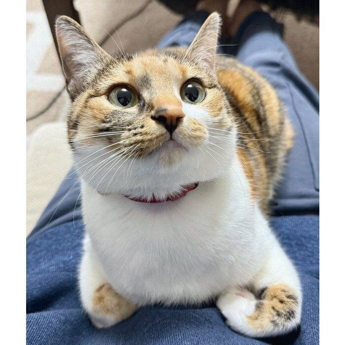 飼い主さんの膝の上でまったりするこはくちゃん
