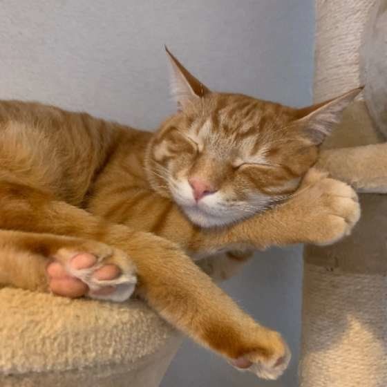 くつろぐ茶トラ