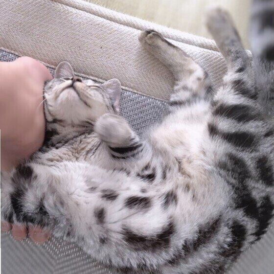 花丸 アメリカンショートヘアすりすりゴロにゃん
