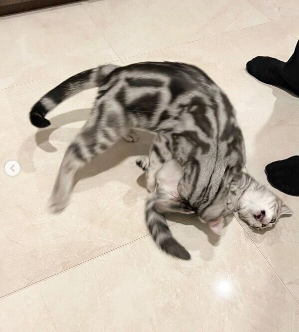 うーうーちゃんに実力の差を見せつけるミーミーくん