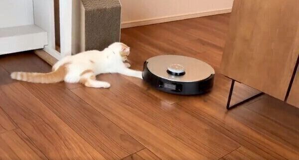 道をふさぐかのようにまったりする猫