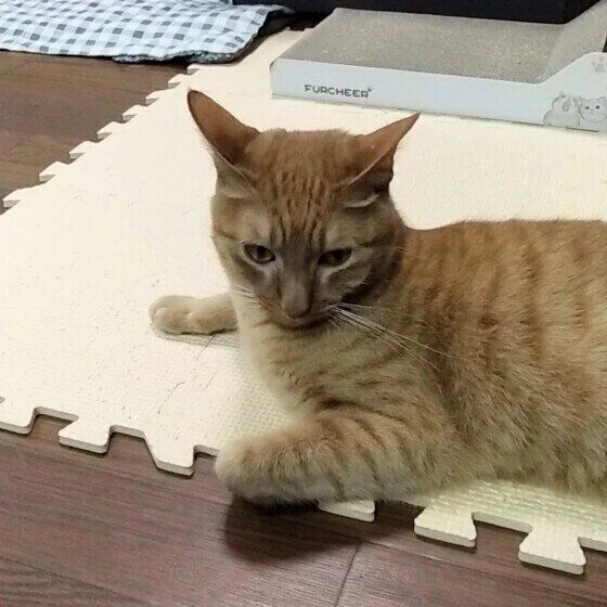 イカ耳のロビンくん（MIX）