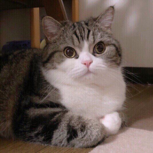 大福ちゃんの香箱座り