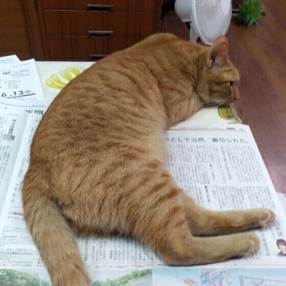 新聞の上に乗る猫