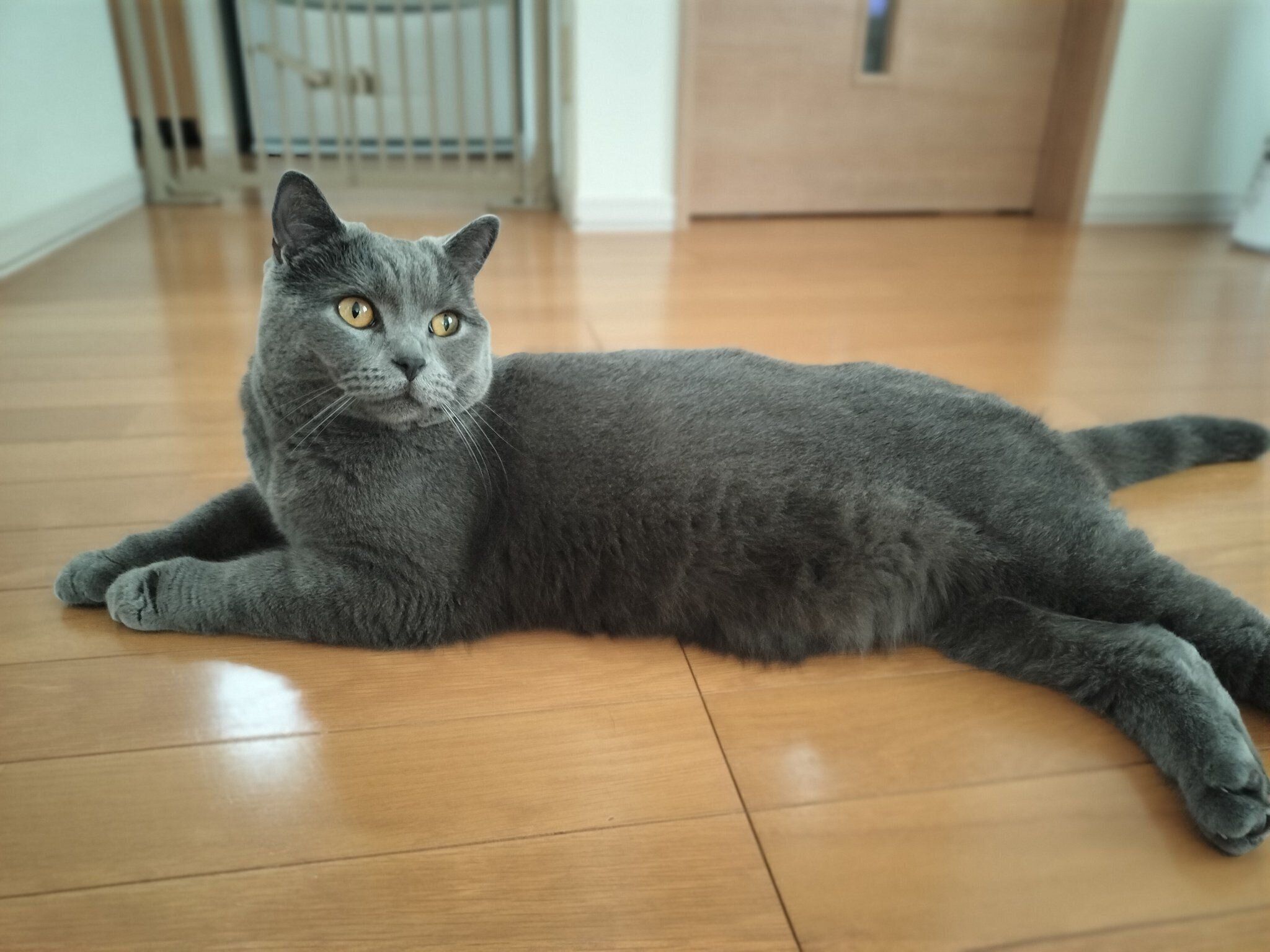 床に寝そべっているブリティッシュショートヘア