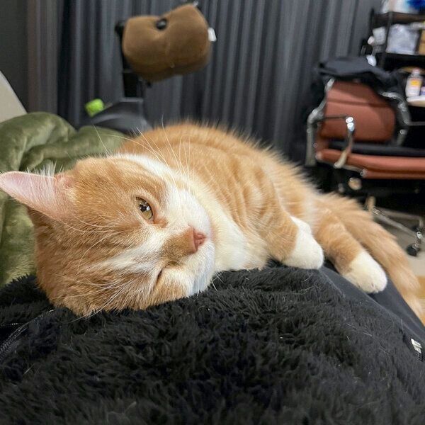 飼い主さんの体の上で眠る虎太郎くん